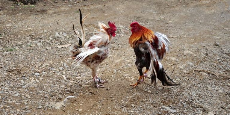Cockfighting
